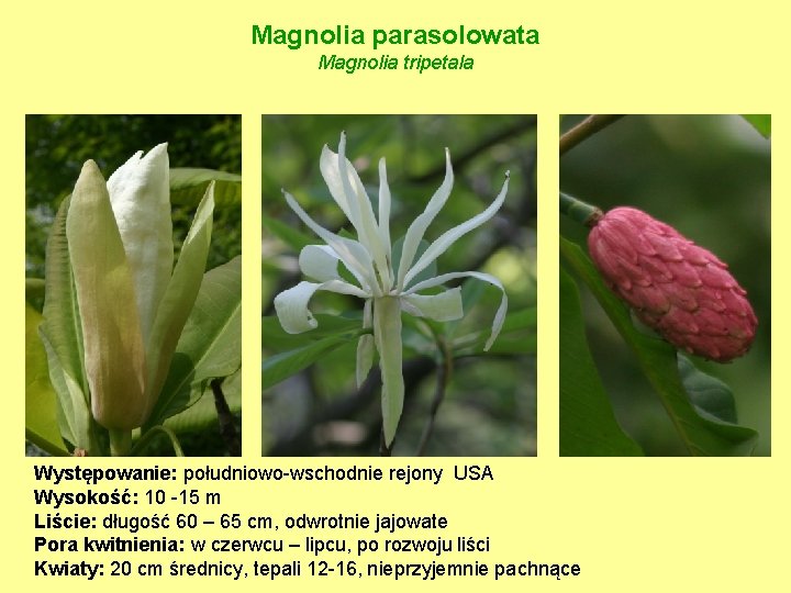 Magnolia parasolowata Magnolia tripetala Występowanie: południowo-wschodnie rejony USA Wysokość: 10 -15 m Liście: długość