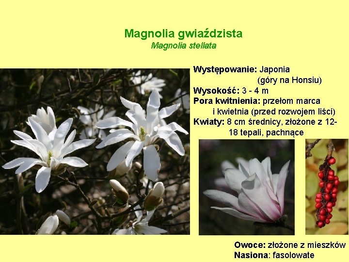 Magnolia gwiaździsta Magnolia stellata Występowanie: Japonia (góry na Honsiu) Wysokość: 3 - 4 m