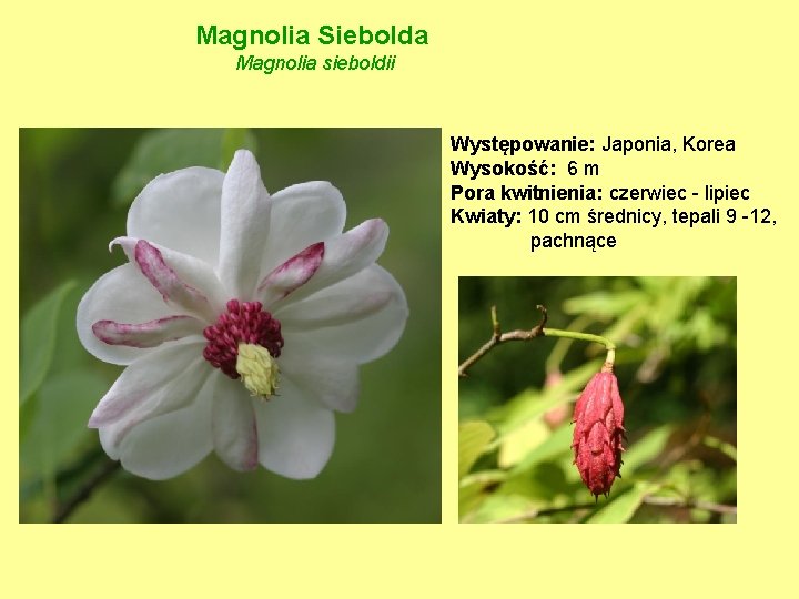 Magnolia Siebolda Magnolia sieboldii Występowanie: Japonia, Korea Wysokość: 6 m Pora kwitnienia: czerwiec -