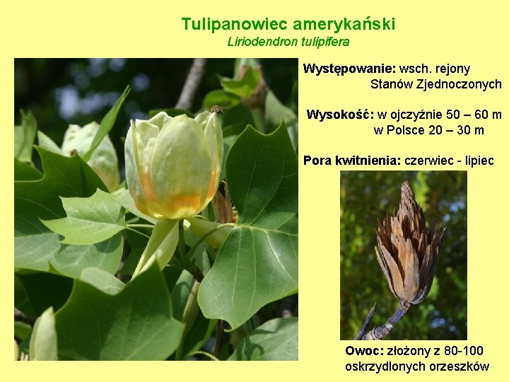 Tulipanowiec amerykański Liriodendron tulipifera Występowanie: wsch. rejony Stanów Zjednoczonych Wysokość: w ojczyźnie 50 –