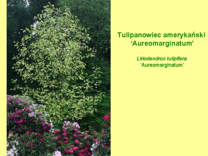Tulipanowiec amerykański ‘Aureomarginatum’ Liriodendron tulipifera ‘Aureomarginatum’ 