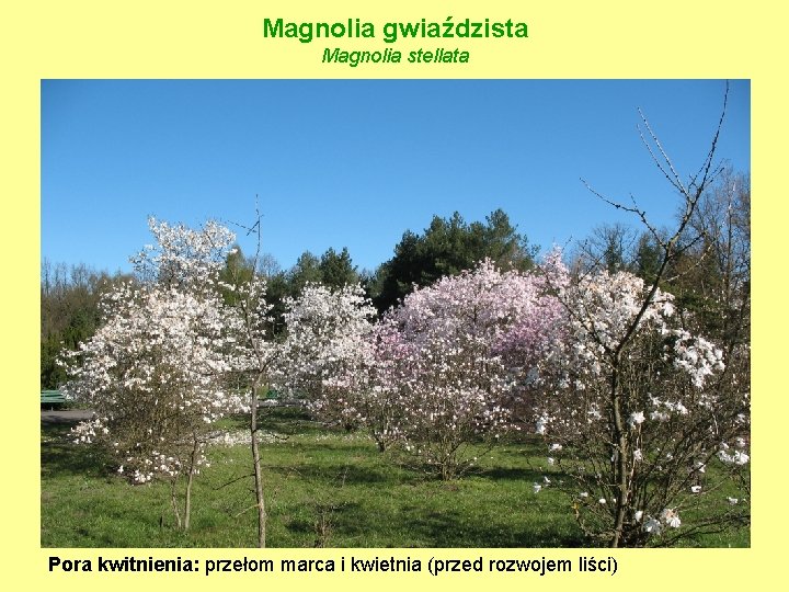 Magnolia gwiaździsta Magnolia stellata Pora kwitnienia: przełom marca i kwietnia (przed rozwojem liści) 