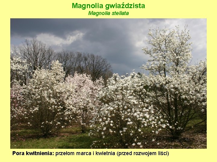 Magnolia gwiaździsta Magnolia stellata Pora kwitnienia: przełom marca i kwietnia (przed rozwojem liści) 