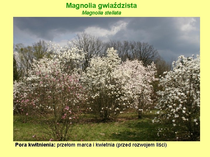 Magnolia gwiaździsta Magnolia stellata Pora kwitnienia: przełom marca i kwietnia (przed rozwojem liści) 