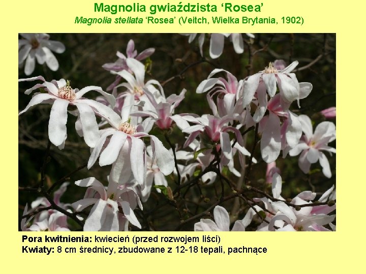 Magnolia gwiaździsta ‘Rosea’ Magnolia stellata ‘Rosea’ (Veitch, Wielka Brytania, 1902) Pora kwitnienia: kwiecień (przed