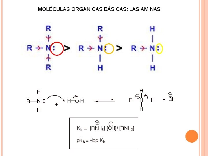 MOLÉCULAS ORGÁNICAS BÁSICAS: LAS AMINAS 