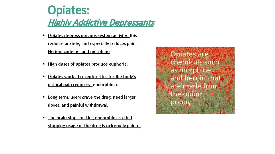 Opiates: Highly Addictive Depressants § Opiates depress nervous system activity; this reduces anxiety, and