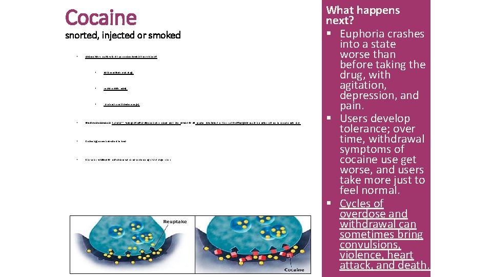 Cocaine snorted, injected or smoked § Cocaine blocks reuptake (and thus increases levels at