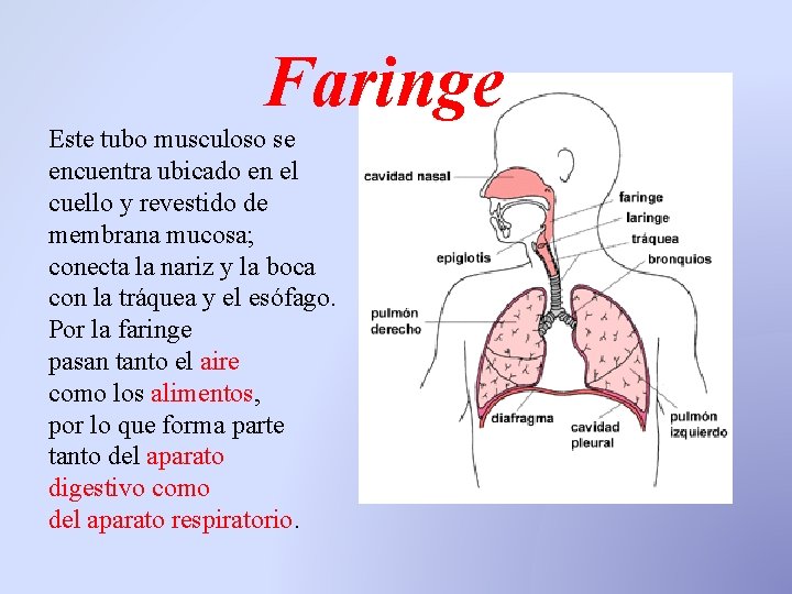 Faringe Este tubo musculoso se encuentra ubicado en el cuello y revestido de membrana Faringe Este tubo musculoso se encuentra ubicado en el cuello y revestido de membrana