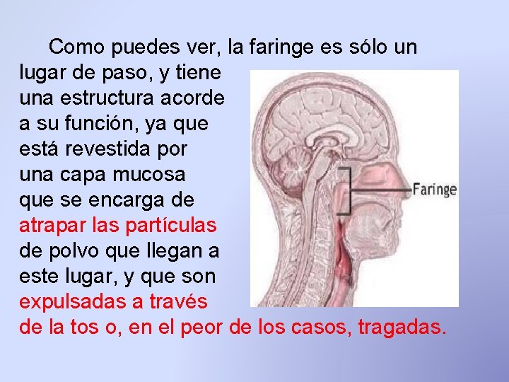 Como puedes ver, la faringe es sólo un lugar de paso, y tiene una Como puedes ver, la faringe es sólo un lugar de paso, y tiene una