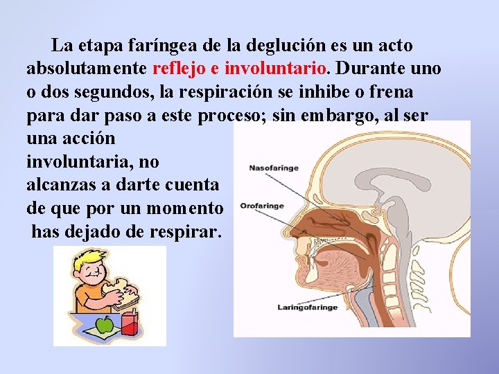 La etapa faríngea de la deglución es un acto absolutamente reflejo e involuntario. Durante La etapa faríngea de la deglución es un acto absolutamente reflejo e involuntario. Durante