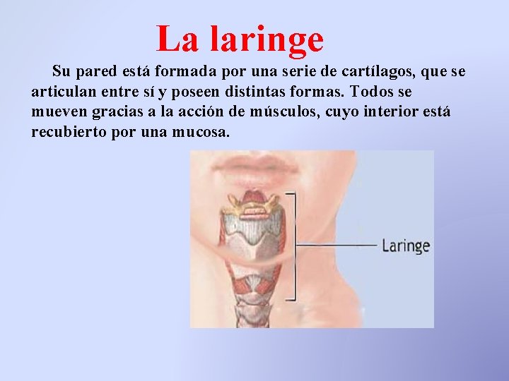 La laringe Su pared está formada por una serie de cartílagos, que se articulan La laringe Su pared está formada por una serie de cartílagos, que se articulan