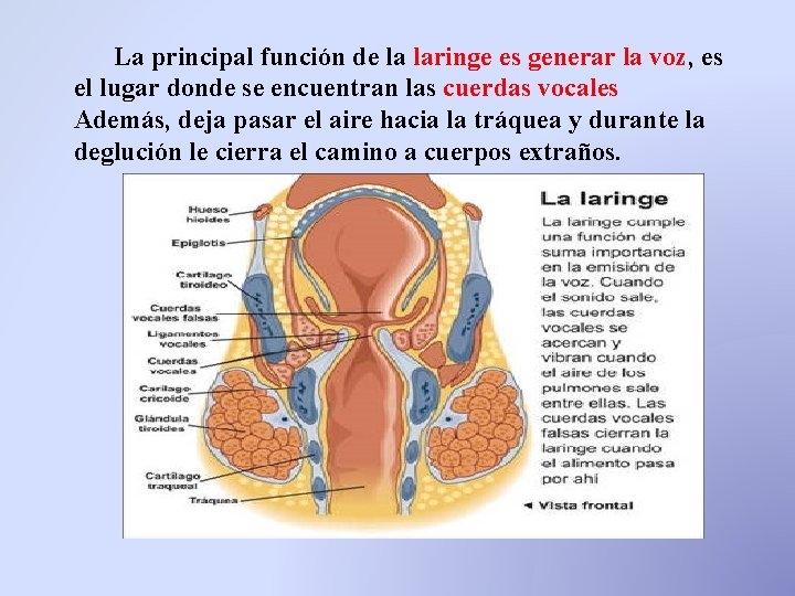 La principal función de la laringe es generar la voz, es el lugar donde La principal función de la laringe es generar la voz, es el lugar donde