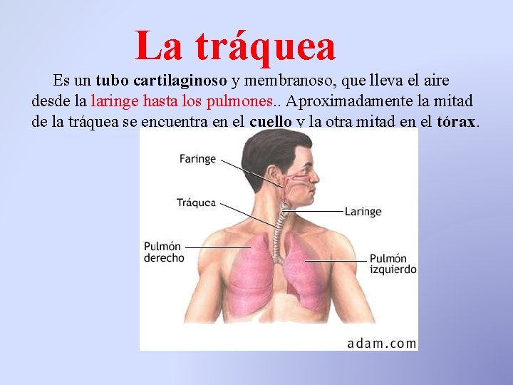La tráquea Es un tubo cartilaginoso y membranoso, que lleva el aire desde la La tráquea Es un tubo cartilaginoso y membranoso, que lleva el aire desde la