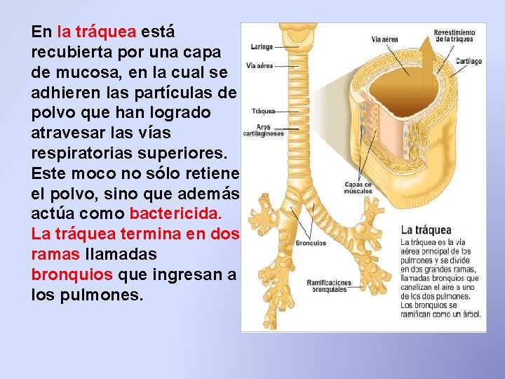 En la tráquea está recubierta por una capa de mucosa, en la cual se En la tráquea está recubierta por una capa de mucosa, en la cual se