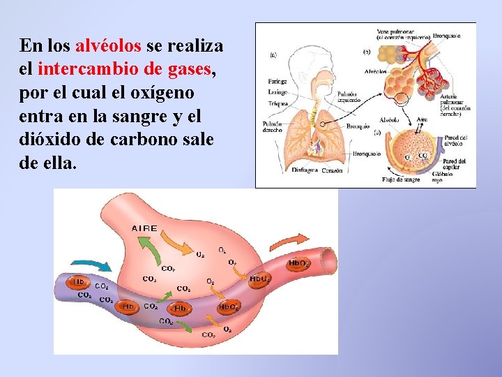 En los alvéolos se realiza el intercambio de gases, por el cual el oxígeno En los alvéolos se realiza el intercambio de gases, por el cual el oxígeno