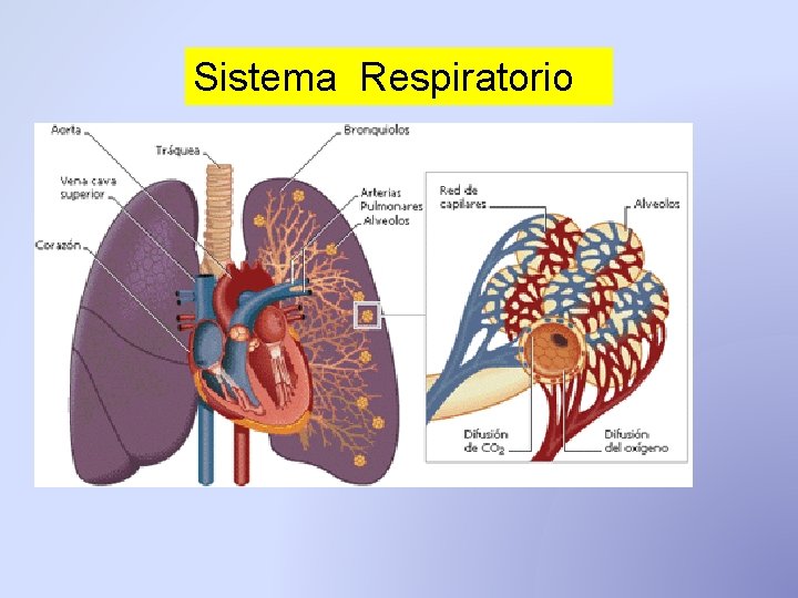 Sistema Respiratorio Sistema Respiratorio