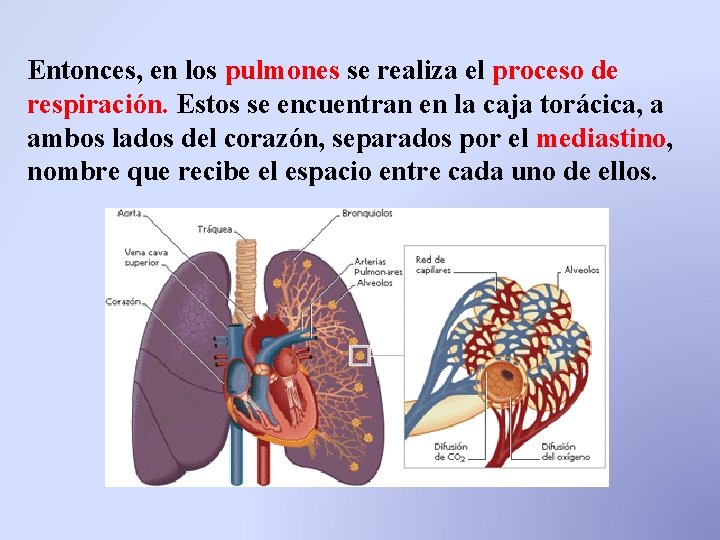 Entonces, en los pulmones se realiza el proceso de respiración. Estos se encuentran en Entonces, en los pulmones se realiza el proceso de respiración. Estos se encuentran en