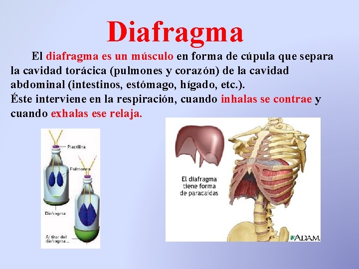 Diafragma El diafragma es un músculo en forma de cúpula que separa la cavidad Diafragma El diafragma es un músculo en forma de cúpula que separa la cavidad