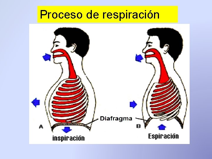 Proceso de respiración Proceso de respiración