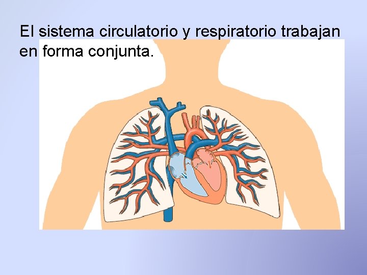 El sistema circulatorio y respiratorio trabajan en forma conjunta. El sistema circulatorio y respiratorio trabajan en forma conjunta.