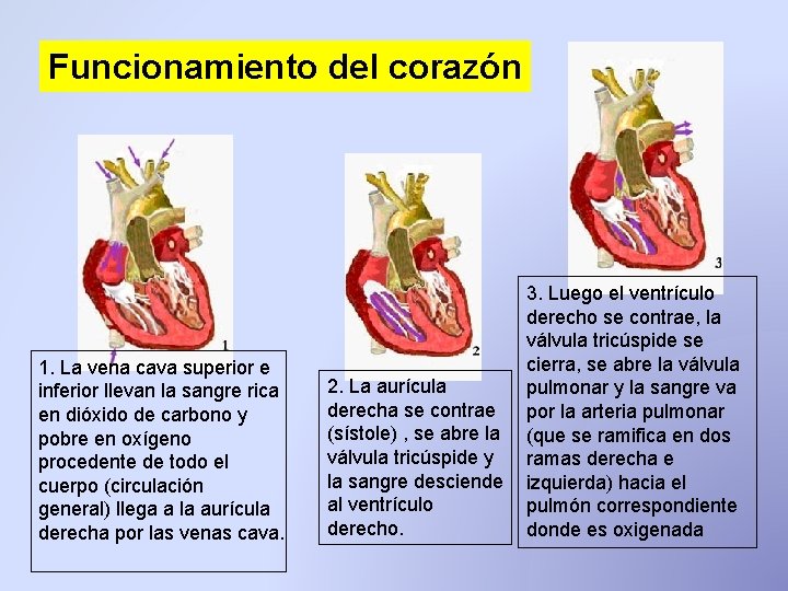 Funcionamiento del corazón 1. La vena cava superior e inferior llevan la sangre rica Funcionamiento del corazón 1. La vena cava superior e inferior llevan la sangre rica