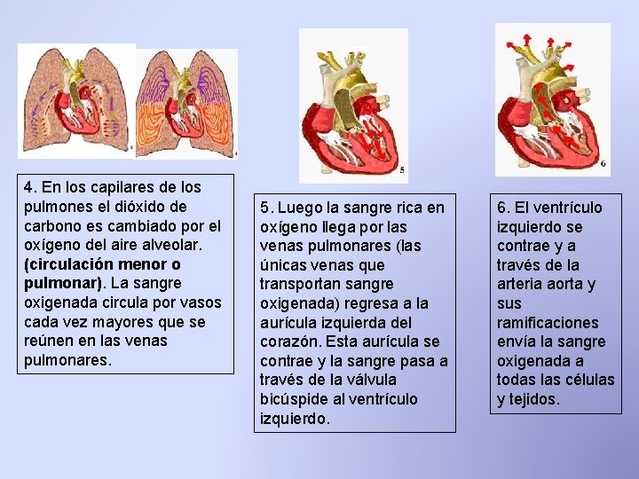 4. En los capilares de los pulmones el dióxido de carbono es cambiado por 4. En los capilares de los pulmones el dióxido de carbono es cambiado por