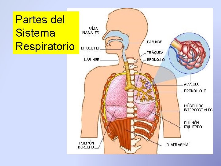 Partes del Sistema Respiratorio Partes del Sistema Respiratorio