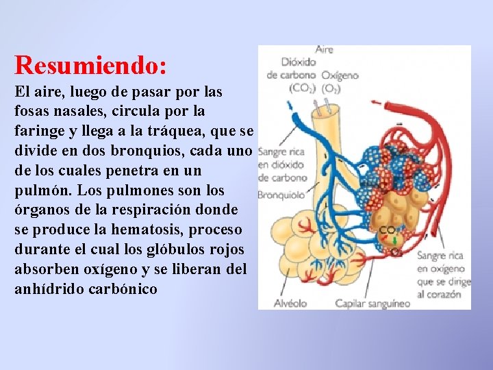 Resumiendo: El aire, luego de pasar por las fosas nasales, circula por la faringe Resumiendo: El aire, luego de pasar por las fosas nasales, circula por la faringe