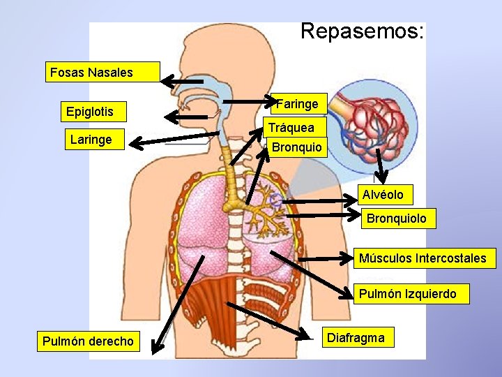 Repasemos: Fosas Nasales Epiglotis Laringe Faringe Tráquea Bronquio Alvéolo Bronquiolo Músculos Intercostales Pulmón Izquierdo Repasemos: Fosas Nasales Epiglotis Laringe Faringe Tráquea Bronquio Alvéolo Bronquiolo Músculos Intercostales Pulmón Izquierdo