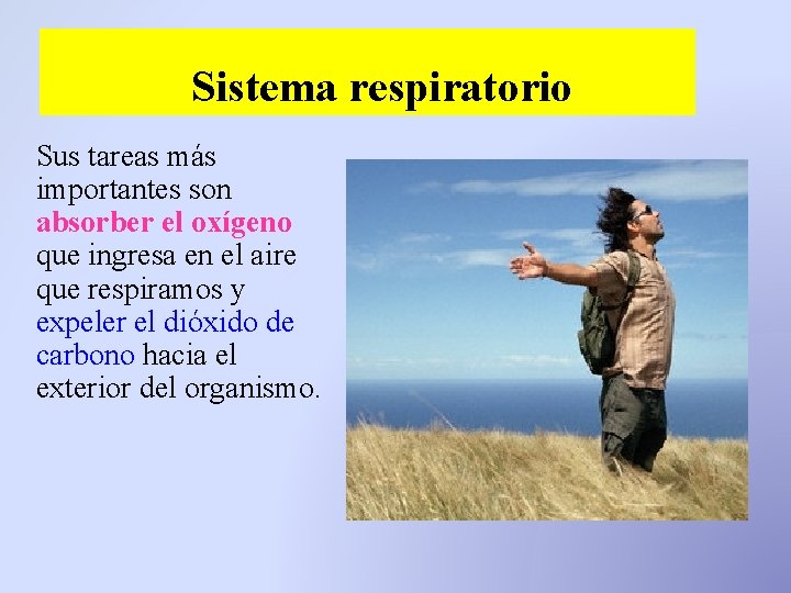 Sistema respiratorio Sus tareas más importantes son absorber el oxígeno que ingresa en el Sistema respiratorio Sus tareas más importantes son absorber el oxígeno que ingresa en el
