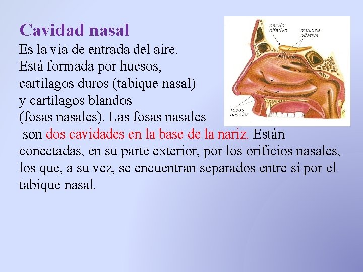 Cavidad nasal Es la vía de entrada del aire. Está formada por huesos, cartílagos Cavidad nasal Es la vía de entrada del aire. Está formada por huesos, cartílagos