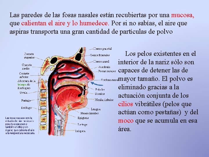 Las paredes de las fosas nasales están recubiertas por una mucosa, que calientan el Las paredes de las fosas nasales están recubiertas por una mucosa, que calientan el
