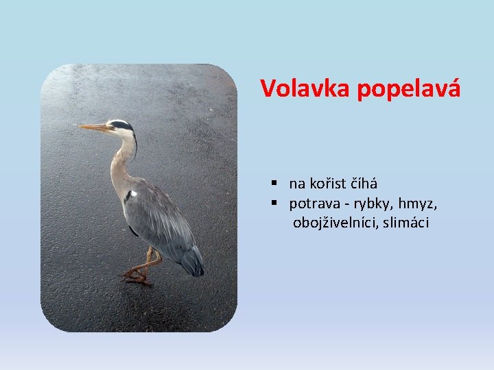 Volavka popelavá § na kořist číhá § potrava - rybky, hmyz, obojživelníci, slimáci Volavka popelavá § na kořist číhá § potrava - rybky, hmyz, obojživelníci, slimáci