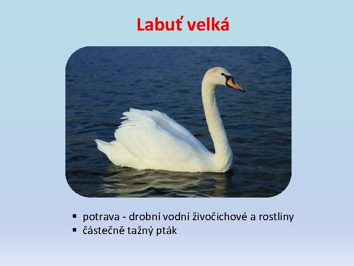 Labuť velká § potrava - drobní vodní živočichové a rostliny § částečně tažný pták Labuť velká § potrava - drobní vodní živočichové a rostliny § částečně tažný pták