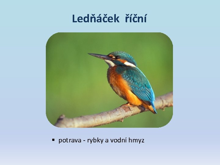 Ledňáček říční § potrava - rybky a vodní hmyz Ledňáček říční § potrava - rybky a vodní hmyz