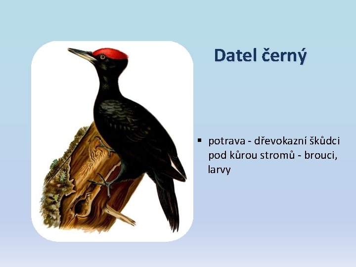 Datel černý § potrava - dřevokazní škůdci pod kůrou stromů - brouci, larvy Datel černý § potrava - dřevokazní škůdci pod kůrou stromů - brouci, larvy