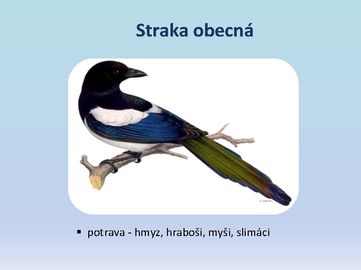 Straka obecná § potrava - hmyz, hraboši, myši, slimáci Straka obecná § potrava - hmyz, hraboši, myši, slimáci