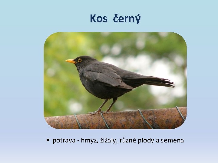Kos černý § potrava - hmyz, žížaly, různé plody a semena Kos černý § potrava - hmyz, žížaly, různé plody a semena