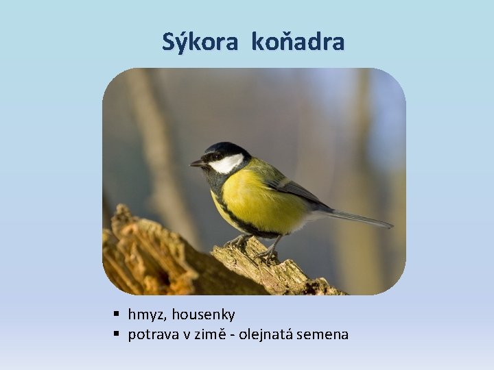 Sýkora koňadra § hmyz, housenky § potrava v zimě - olejnatá semena Sýkora koňadra § hmyz, housenky § potrava v zimě - olejnatá semena