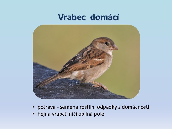 Vrabec domácí § potrava - semena rostlin, odpadky z domácností § hejna vrabců ničí Vrabec domácí § potrava - semena rostlin, odpadky z domácností § hejna vrabců ničí