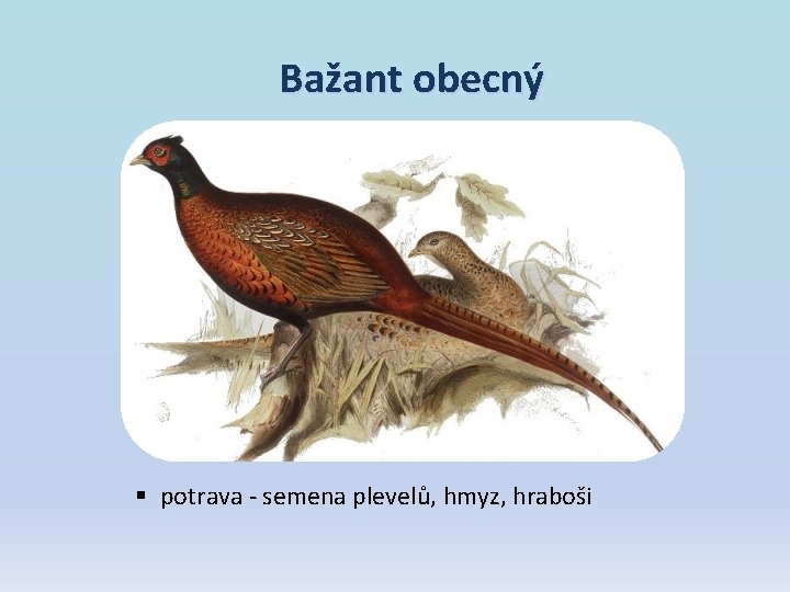 Bažant obecný § potrava - semena plevelů, hmyz, hraboši Bažant obecný § potrava - semena plevelů, hmyz, hraboši