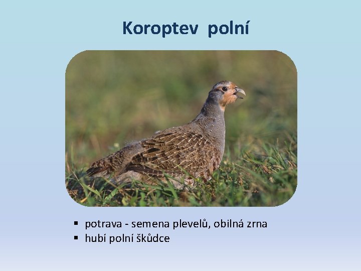 Koroptev polní § potrava - semena plevelů, obilná zrna § hubí polní škůdce Koroptev polní § potrava - semena plevelů, obilná zrna § hubí polní škůdce