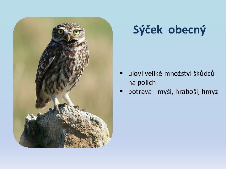 Sýček obecný § uloví veliké množství škůdců na polích § potrava - myši, hraboši, Sýček obecný § uloví veliké množství škůdců na polích § potrava - myši, hraboši,