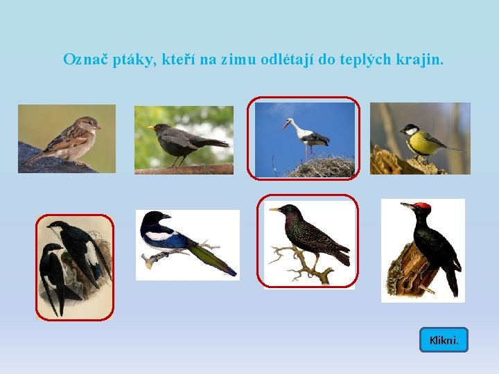 Označ ptáky, kteří na zimu odlétají do teplých krajin. Klikni. Označ ptáky, kteří na zimu odlétají do teplých krajin. Klikni.
