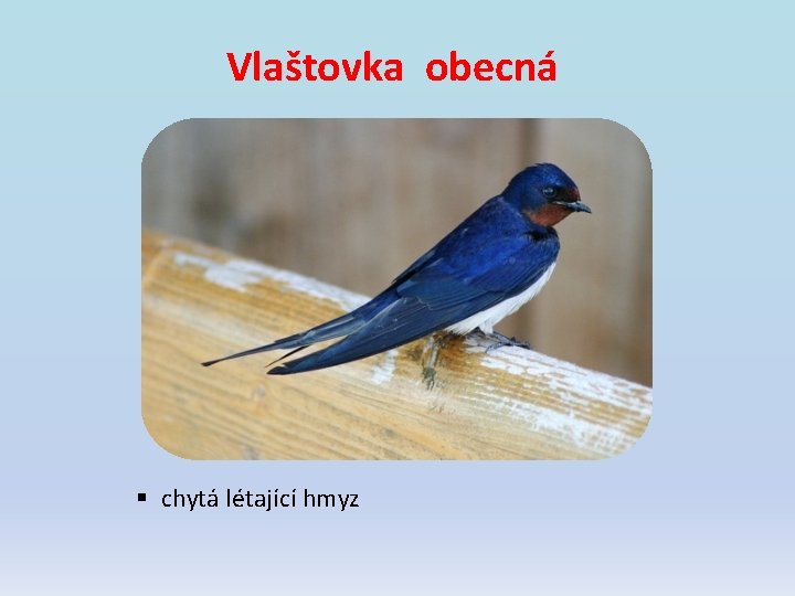 Vlaštovka obecná § chytá létající hmyz Vlaštovka obecná § chytá létající hmyz