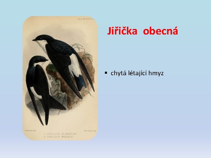 Jiřička obecná § chytá létající hmyz Jiřička obecná § chytá létající hmyz