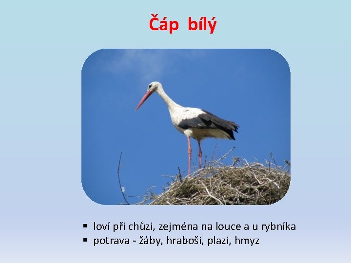 Čáp bílý § loví při chůzi, zejména na louce a u rybníka § potrava Čáp bílý § loví při chůzi, zejména na louce a u rybníka § potrava