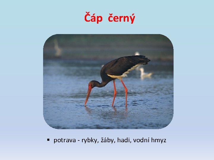 Čáp černý § potrava - rybky, žáby, hadi, vodní hmyz Čáp černý § potrava - rybky, žáby, hadi, vodní hmyz