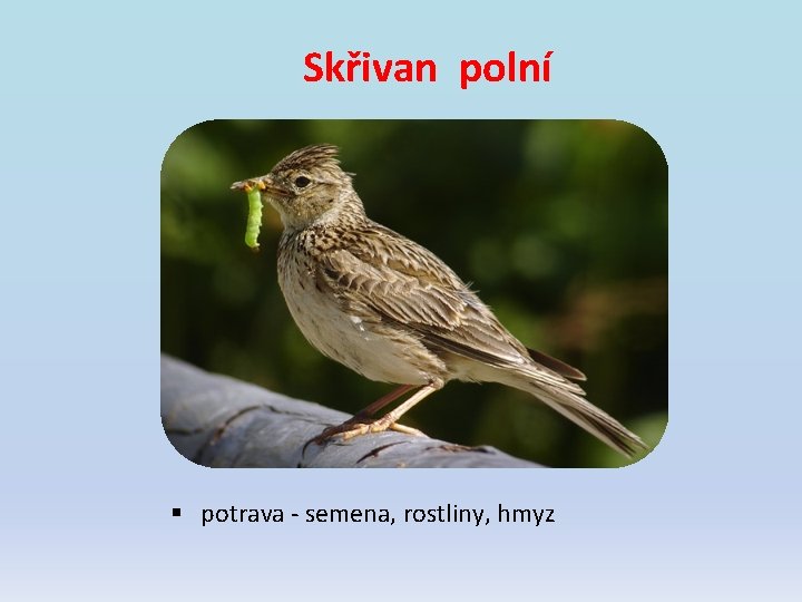 Skřivan polní § potrava - semena, rostliny, hmyz Skřivan polní § potrava - semena, rostliny, hmyz